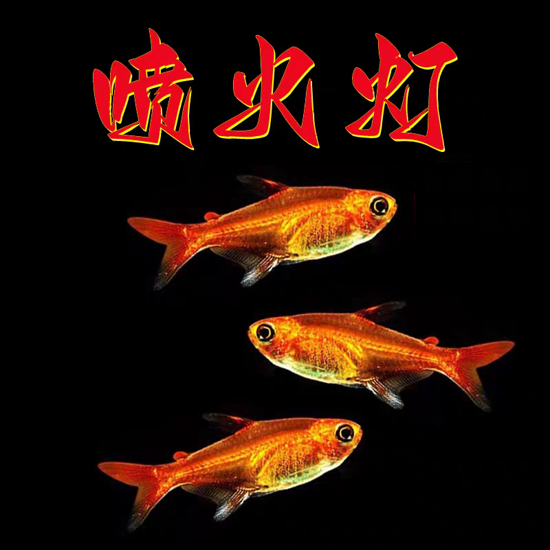 小型热带观赏鱼 灯科鱼 喷火灯鱼1-1.5厘米左右