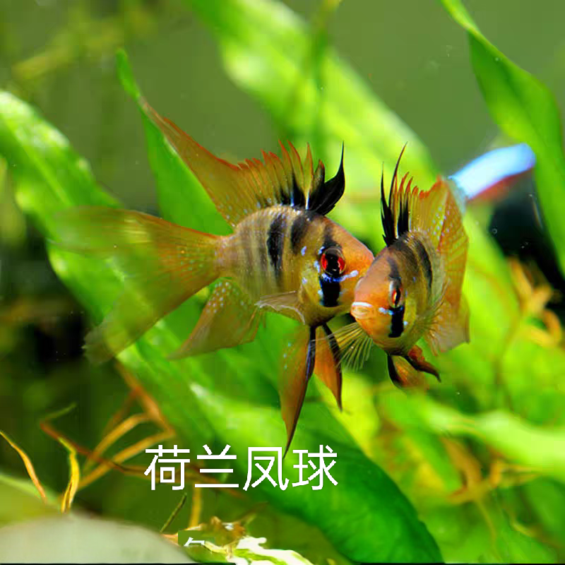 小型热带观赏鱼 慈鲷鱼 球体荷兰凤凰 草缸群游搭色淡水观赏鱼