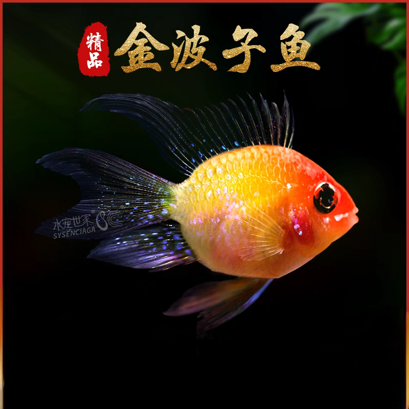 小型热带观赏鱼 慈鲷鱼 金波子 草缸搭色群游混养淡水活体