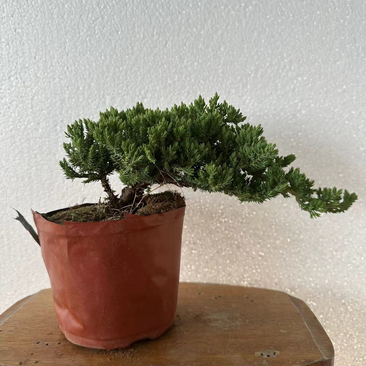 新西兰珍珠柏(素材）一物一拍