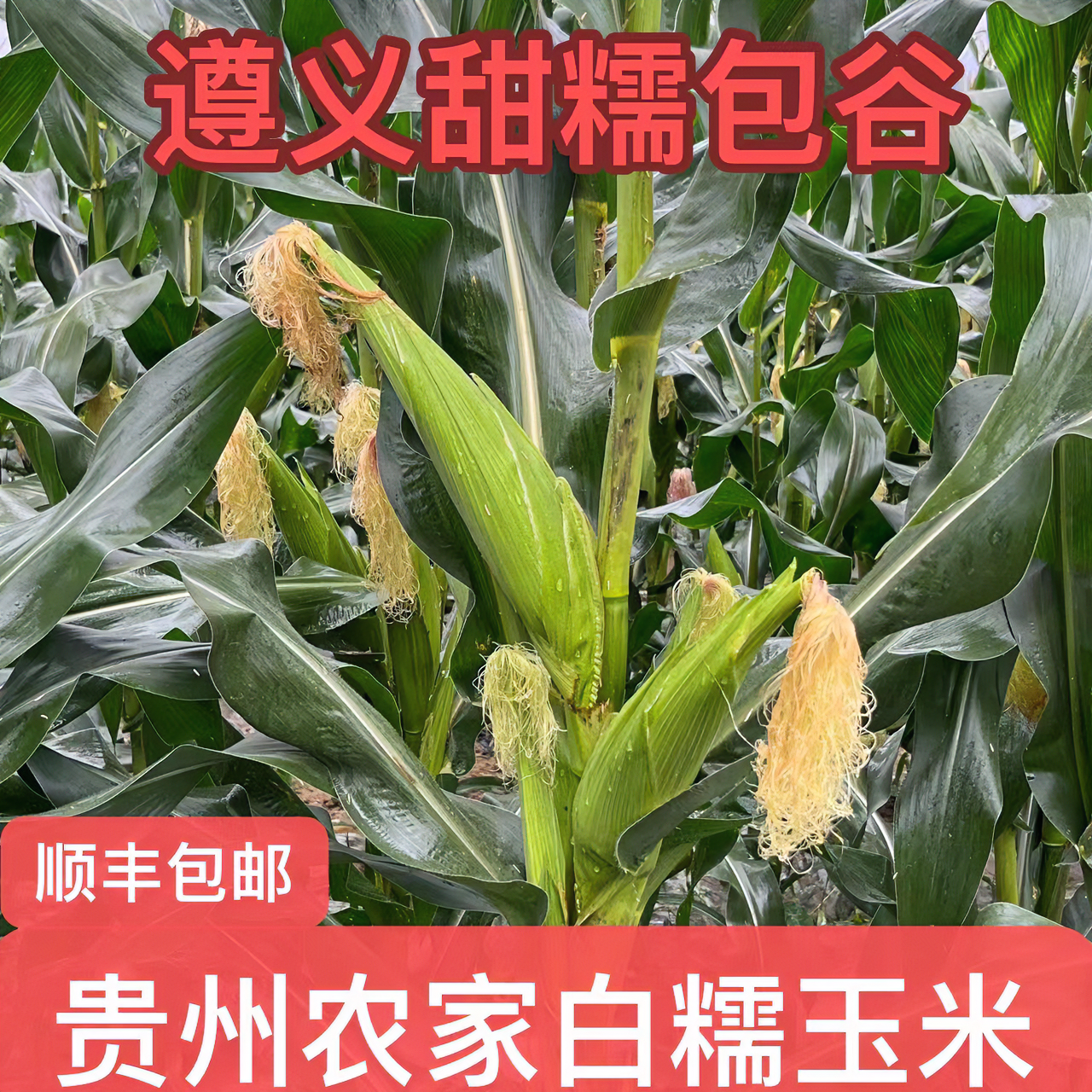 贵州遵义高山农家种植甜糯嫩包谷糯玉米4-9斤顺丰包邮