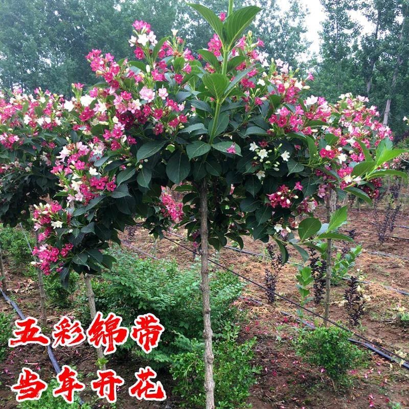 五彩锦带花树红王子锦带花苗盆栽庭院花卉耐严寒耐旱庭院风景树苗