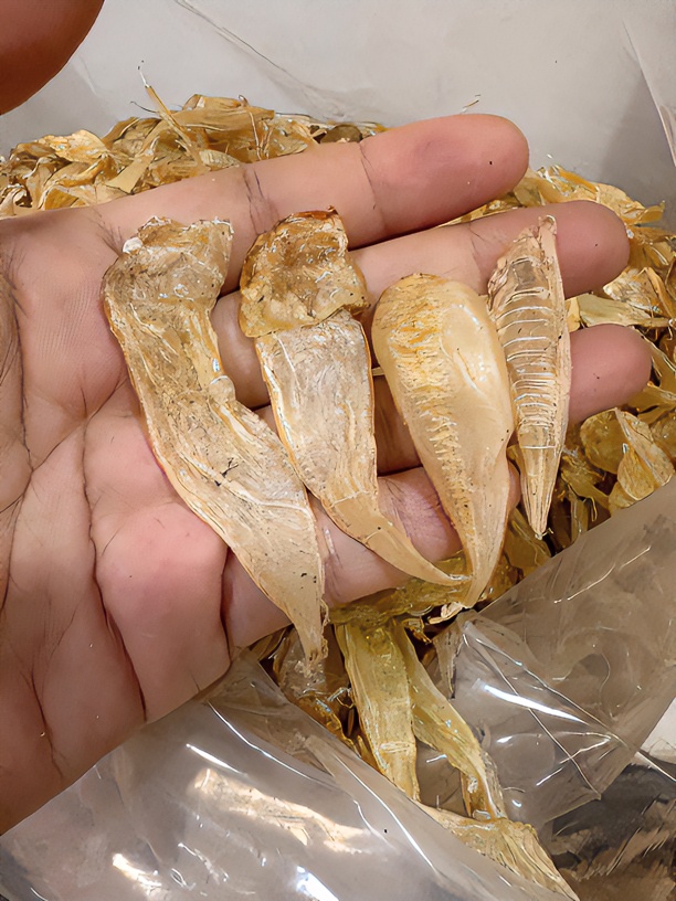 约550头小豆仁胶