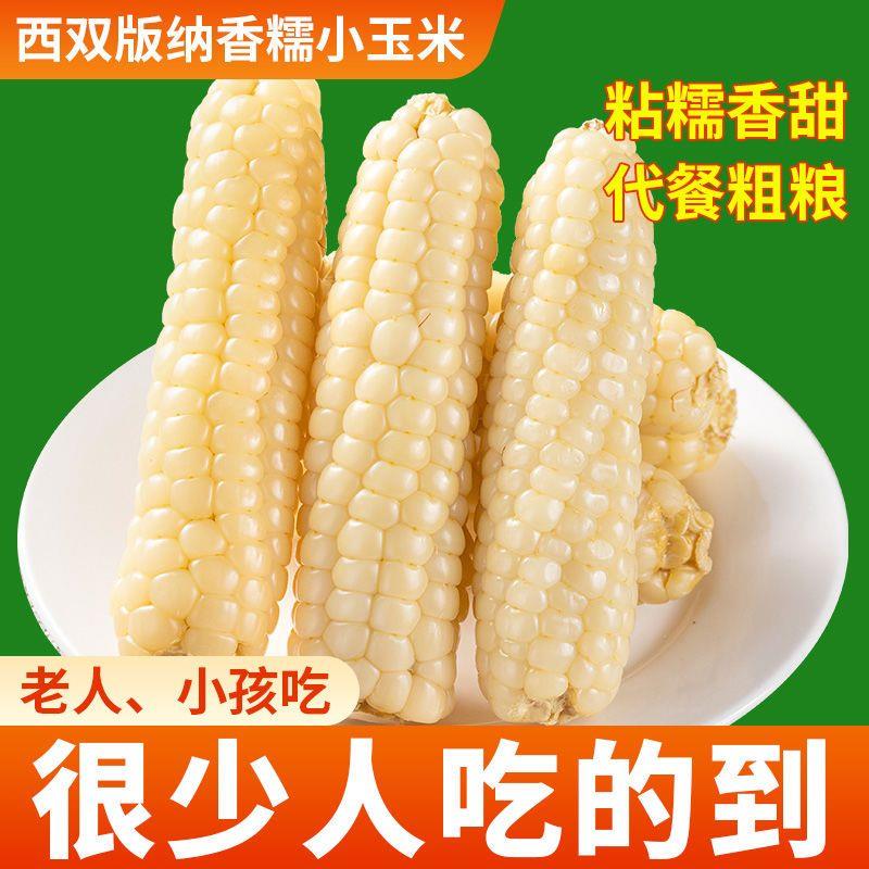 拇指玉米甜糯新鲜即食云南西双版纳香糯拇指小玉米棒儿童早餐代餐