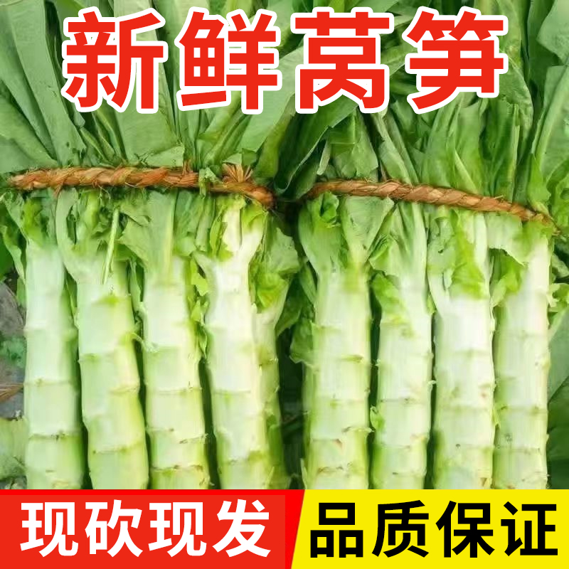 山东新鲜莴笋莴苣产地直销新鲜蔬菜农产品食品嫩莴笋