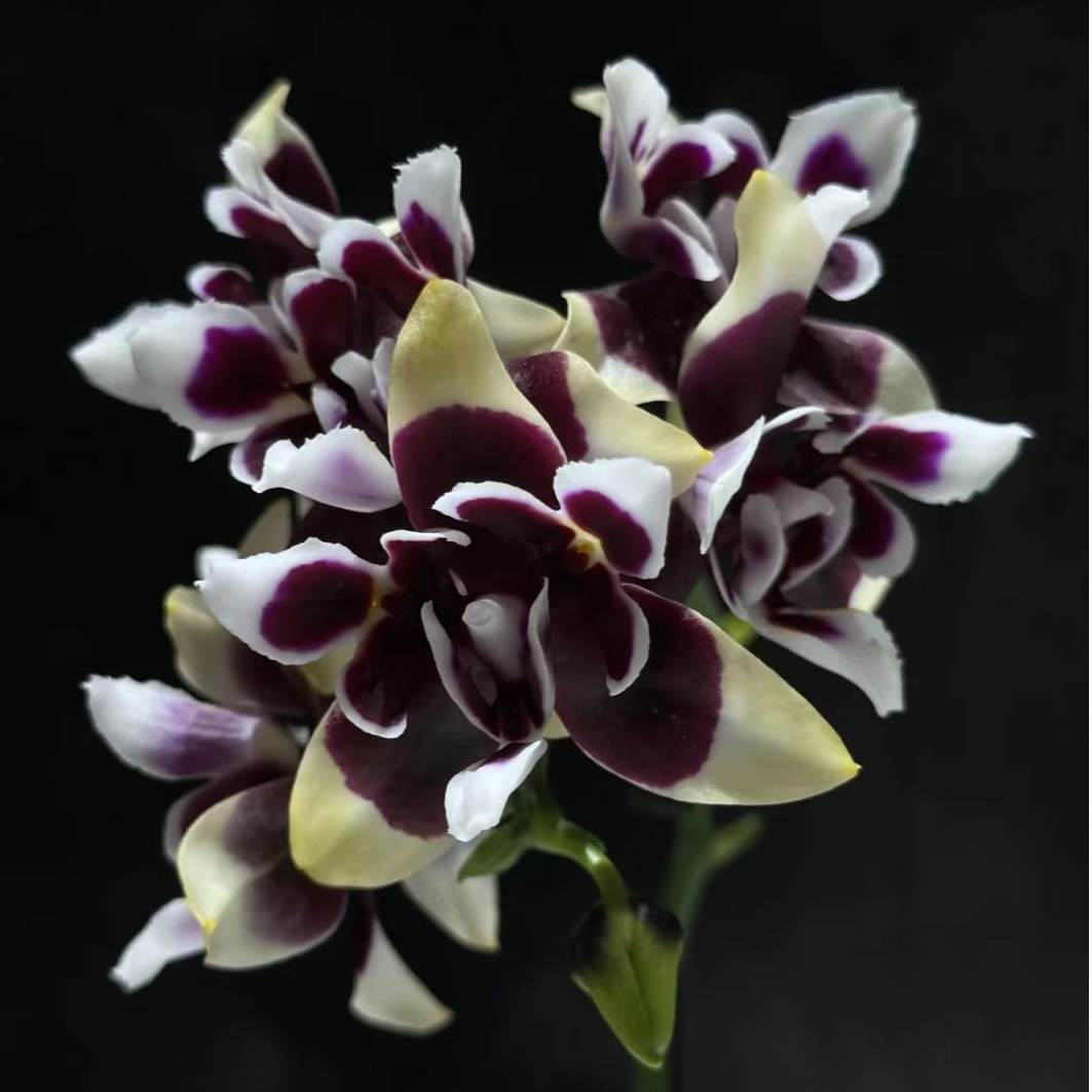 复仇女神-蝴蝶兰