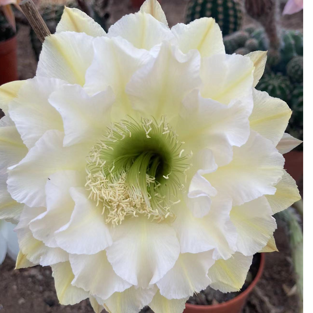 仙人球一物一拍满20包邮