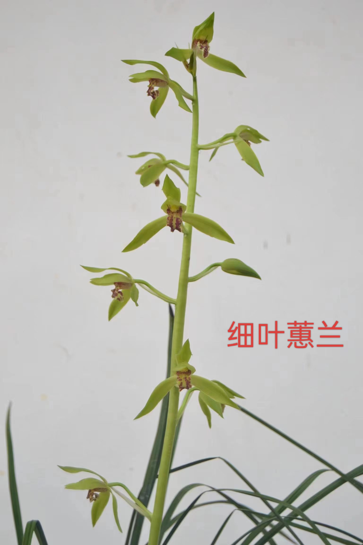 细叶蕙兰 带丝线艺 锯齿艺 国兰 兰花