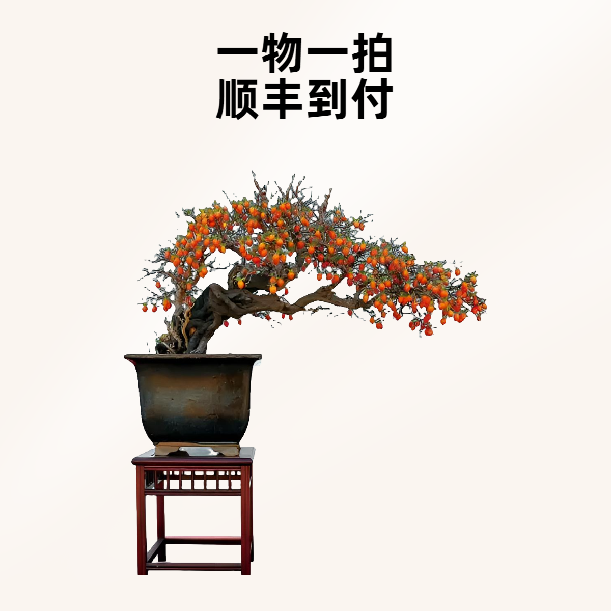 原生根培老鸦柿   直播链接  昕秀于园 大漏