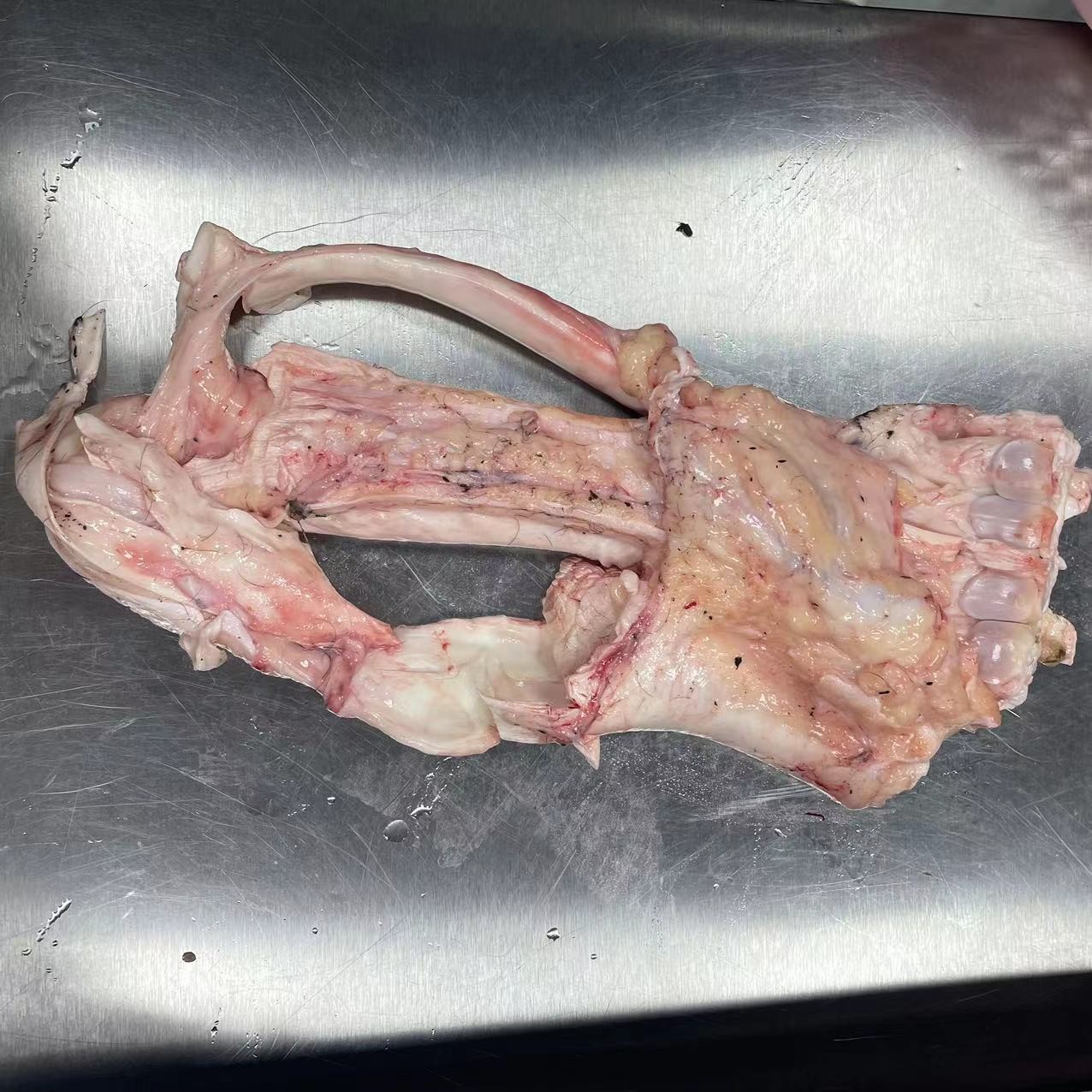 [牛脚筋]   新鲜牛脚筋 不泡药水真牛筋 
