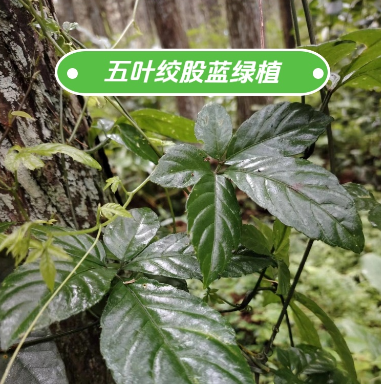 绞股蓝绿植自营包邮