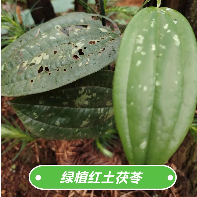 红土茯苓自营包邮