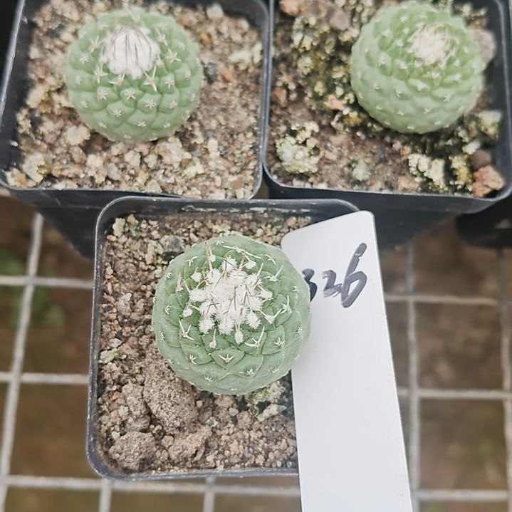 仙人球菊水实生根