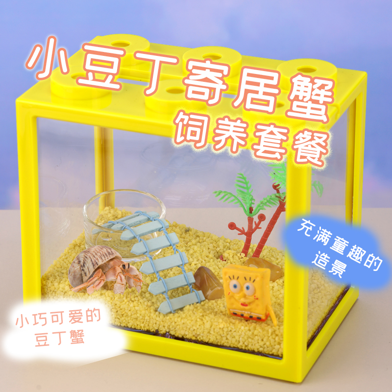  小豆丁寄居蟹活体寄居蟹饲养套装套餐饲养盒饲养缸儿童礼物
