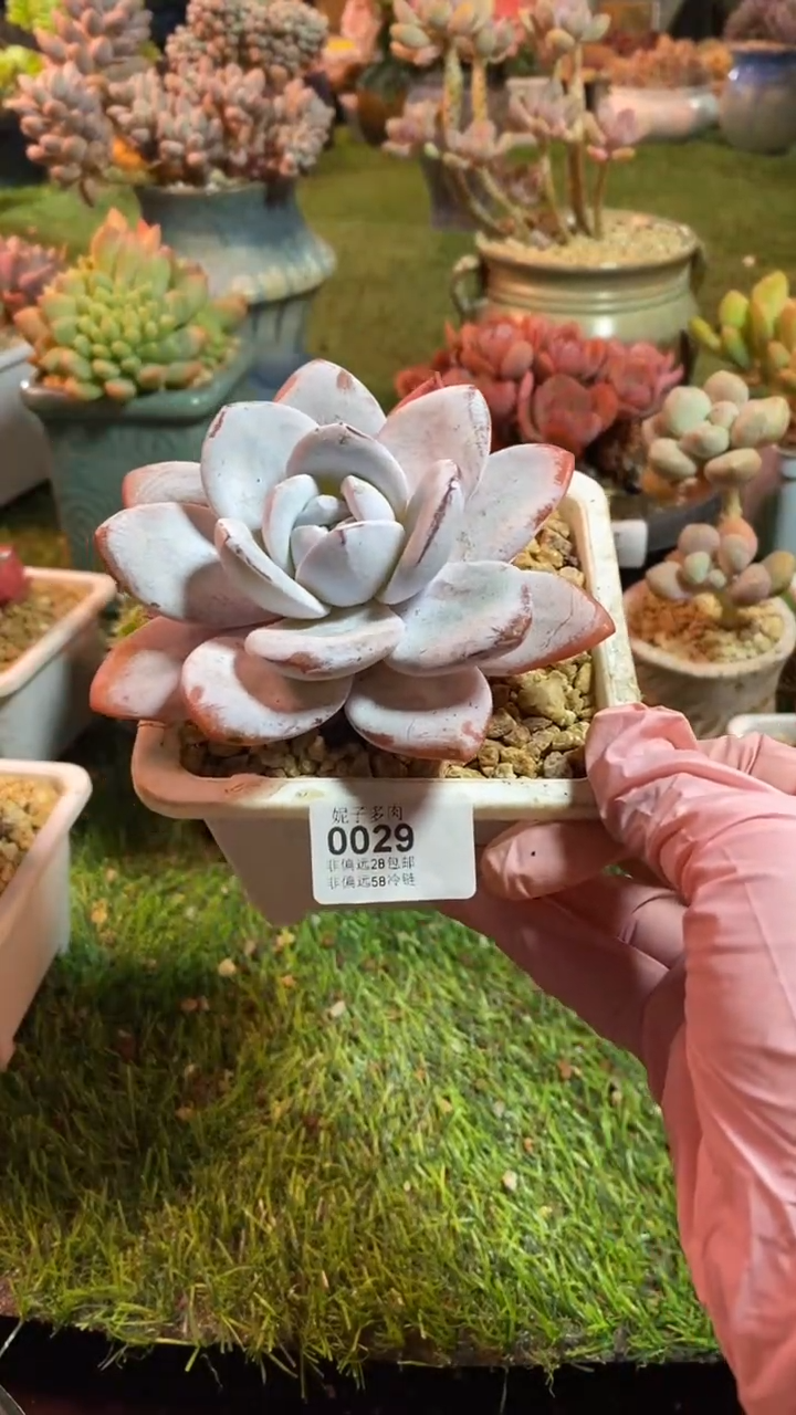 【闪购商品】0029