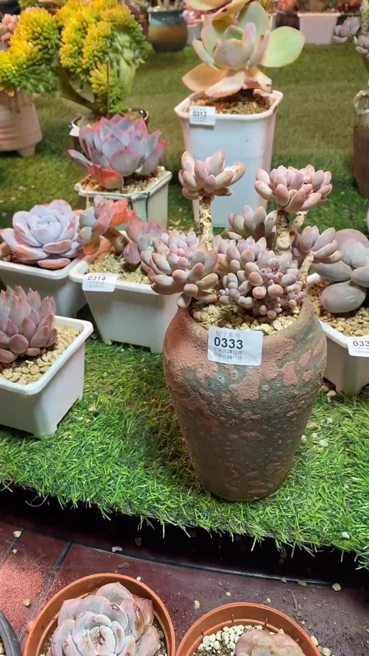 【闪购商品】0333