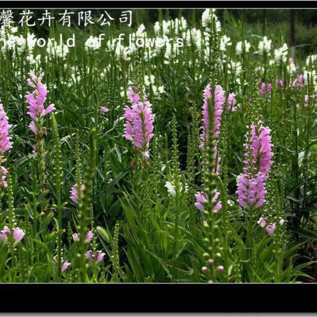 【鲁馨】假龙头 随意草 玫瑰女王盆苗 多年生耐寒耐热宿根花卉