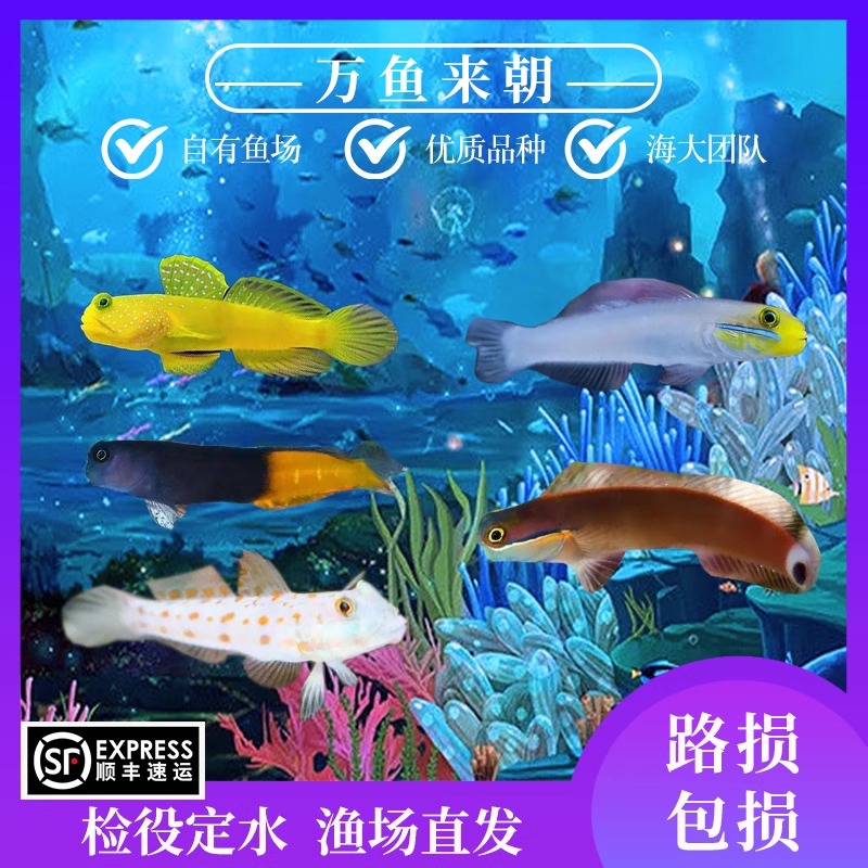 万鱼来朝海水鱼黄金金头双色虾虎 钻石哨兵小丑虾虎翻砂吃藻饲养