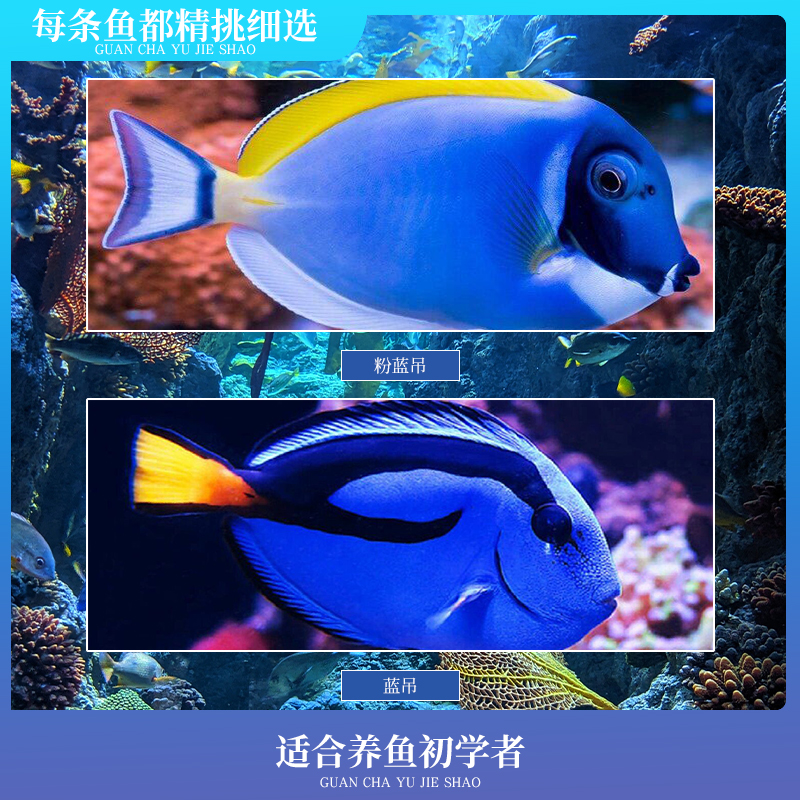 万鱼来朝海水鱼合集观赏鱼