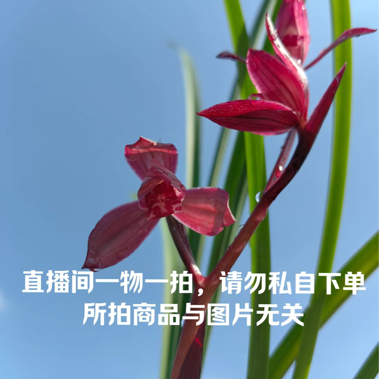 永强国兰-精品国兰（保温需拍保温链接）