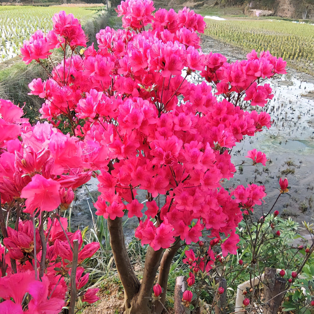 大别山先花后叶映山红，适合庭院阳台