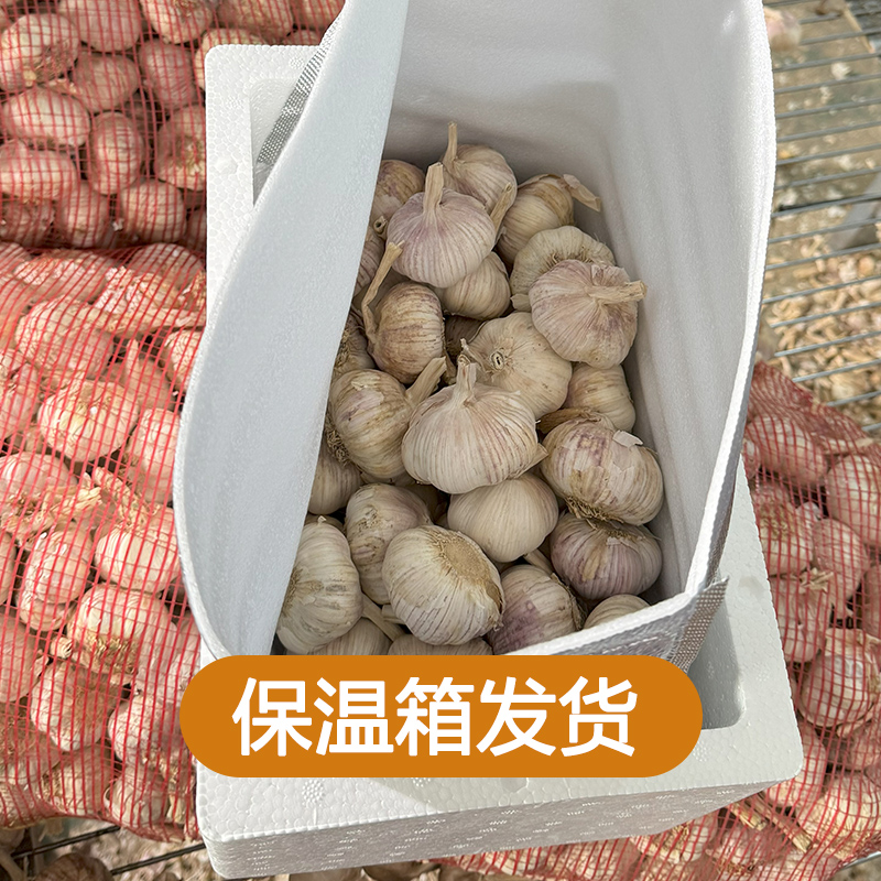 【保温箱发货】杞县农家新干蒜