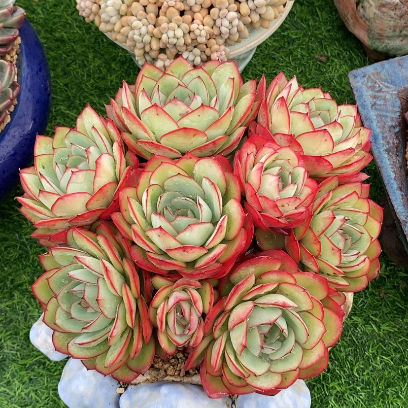 【闪购商品】多肉植物