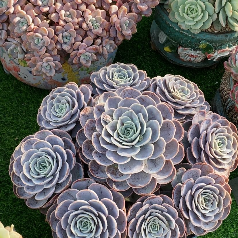 【闪购商品】多肉植物