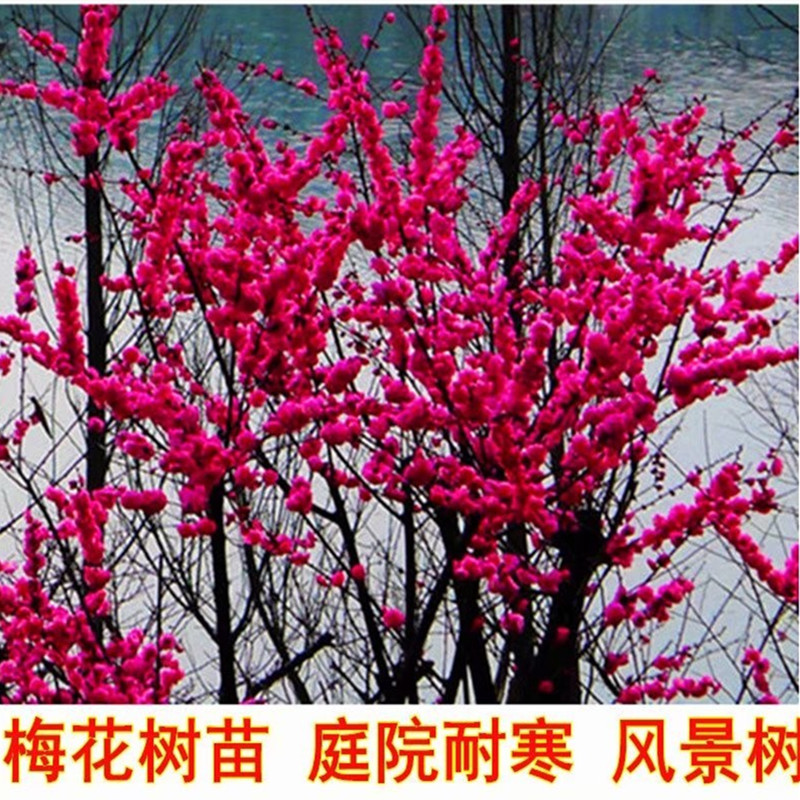 庭院种植红梅花树苗腊梅耐寒浓香夏季树形花期实拍嫁接四季盆栽苗