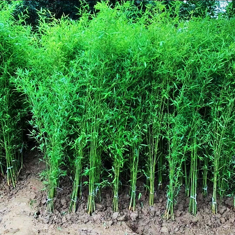 竹子苗庭院绿篱围墙种植耐寒耐旱植物盆栽紫竹苗四季常青绿色观赏