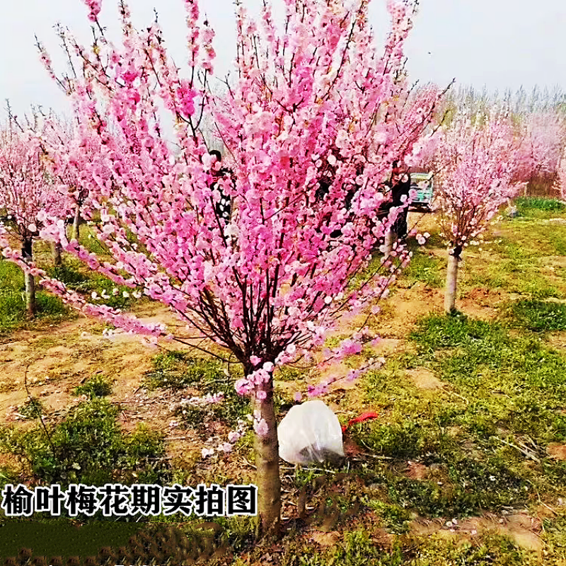 梅花树苗嫁接榆叶梅花苗庭院盆栽耐寒种植花期观赏梅花绿化苗木