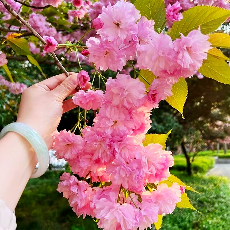 樱花树苗南北方庭院种植耐寒耐旱盆栽地栽花期丰富四季园林绿化苗