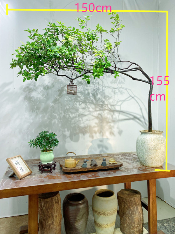 向阳花木海岛春花室内办公室茶室植物