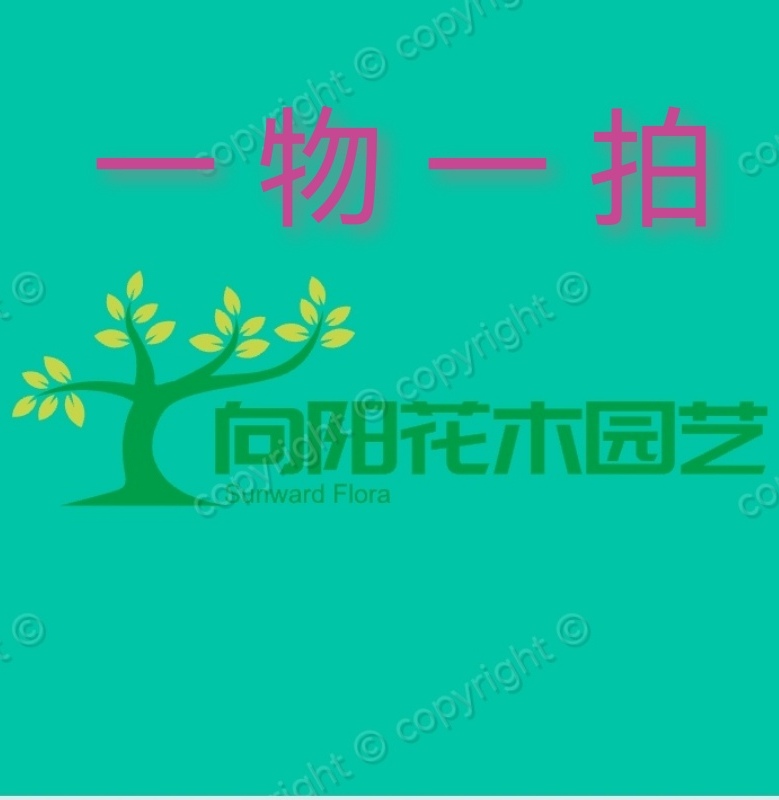 向阳花木园艺一物一拍海岛春花栀子花茶室办公室展厅盆栽花卉
