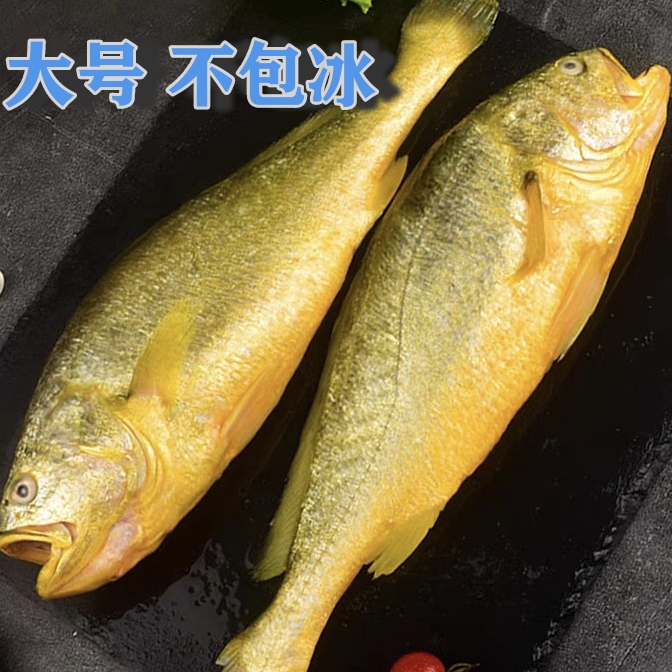新鲜特大号黄花鱼1.5斤左右 发3条 无冰衣新鲜码头直发顺丰包邮