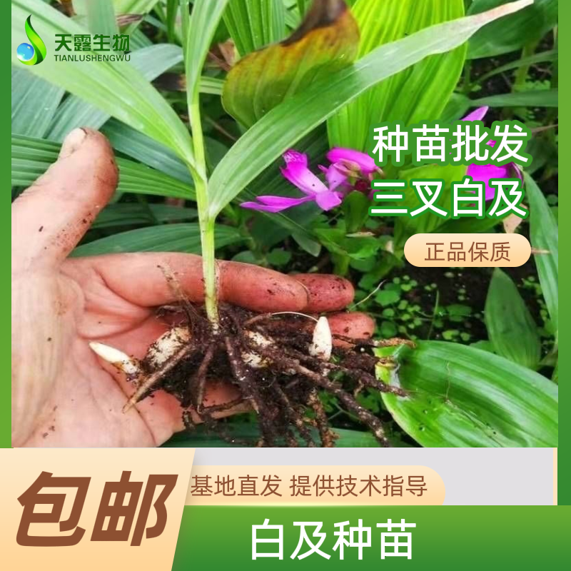 三叉白芨种苗 现挖现发 基地直发 现挖现发 种苗鲜活