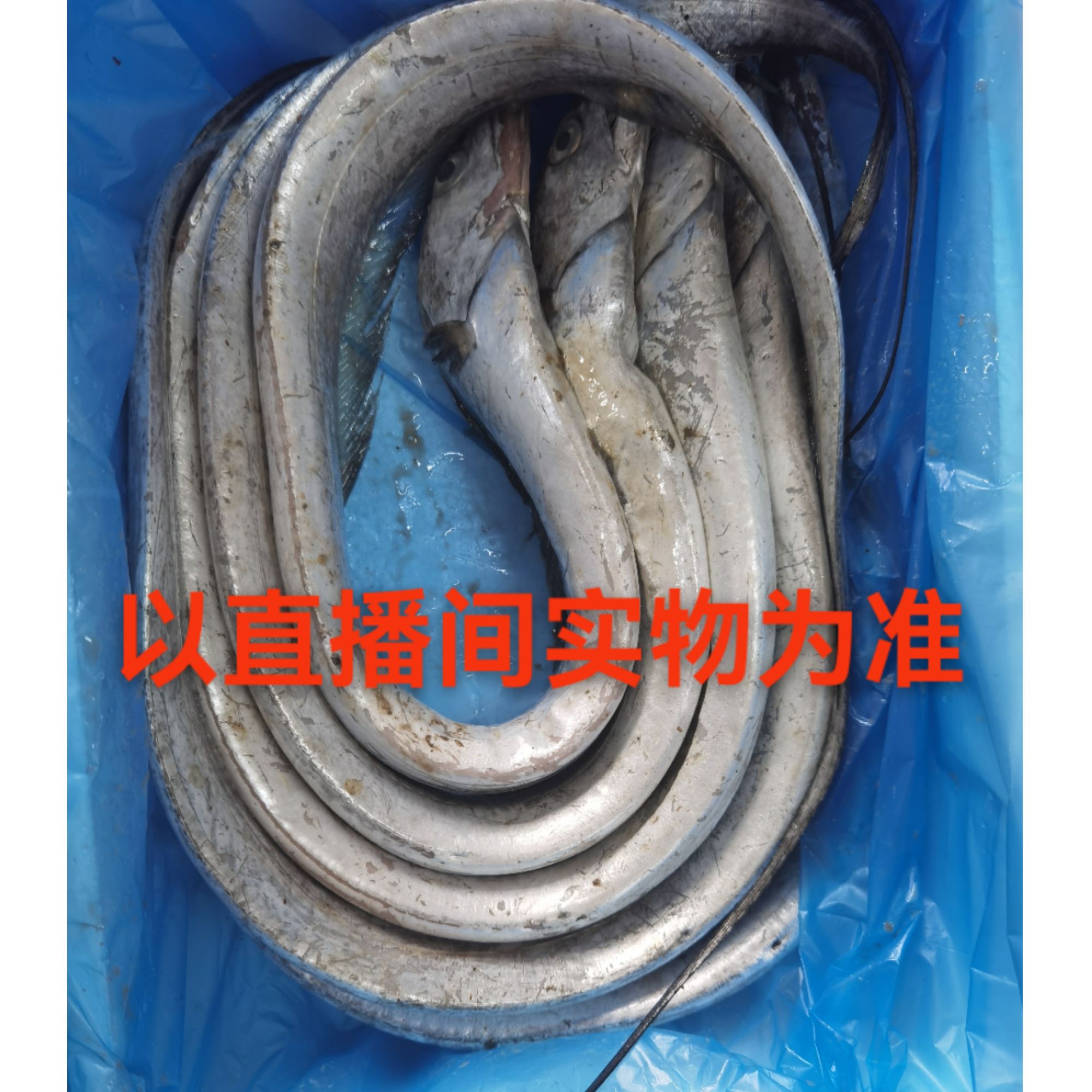 （能接受破肚拍哦）野生刀鱼（顺丰快递）
