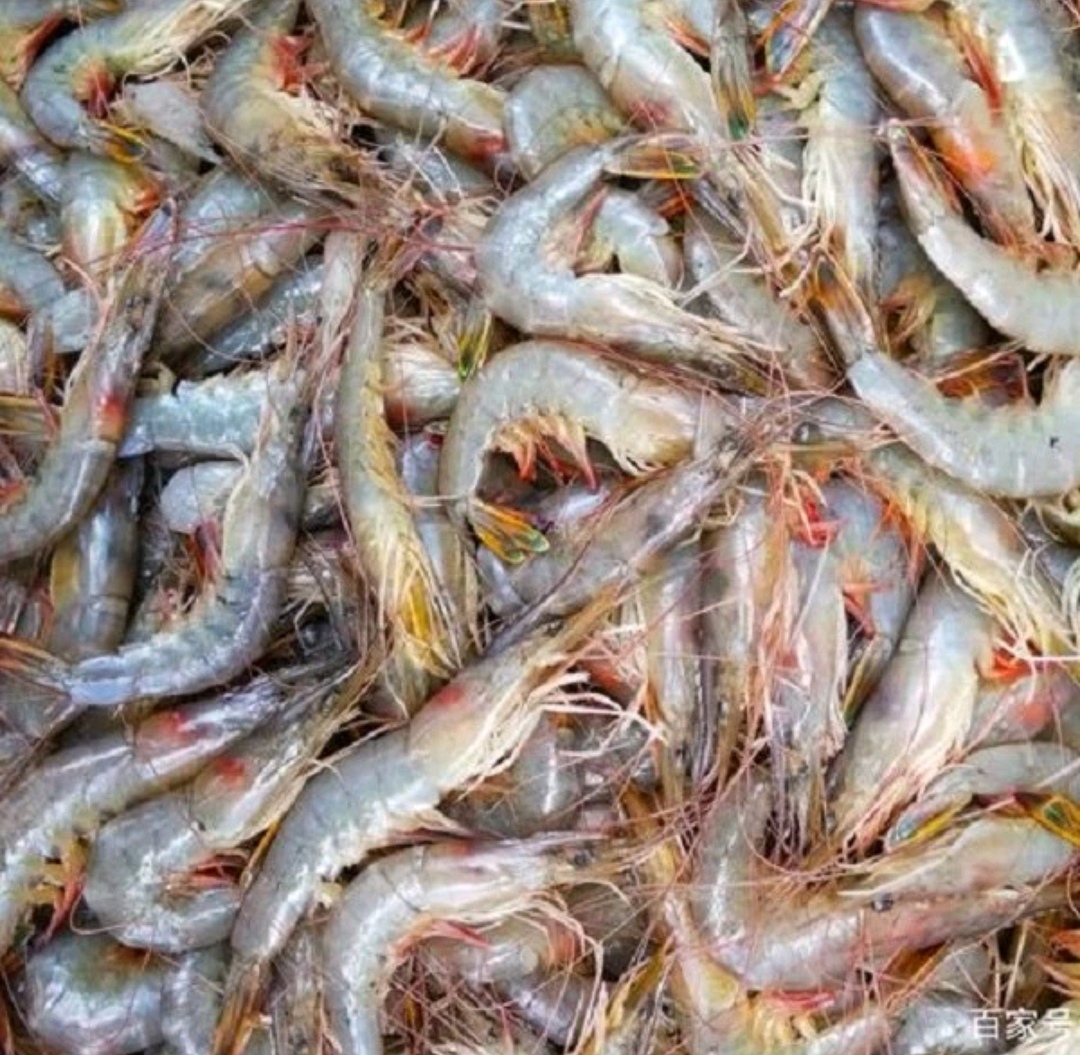 大连发货 野生东方虾（顺丰快递）大小混发，没数具体多少个