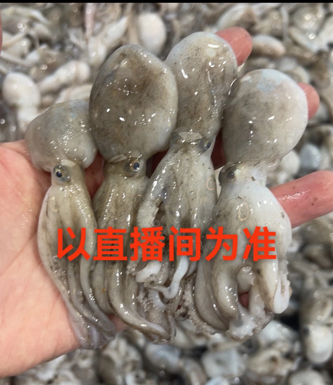大连发货 小八爪鱼（3.8-4.1斤）大小混装 个别有沙属于正常