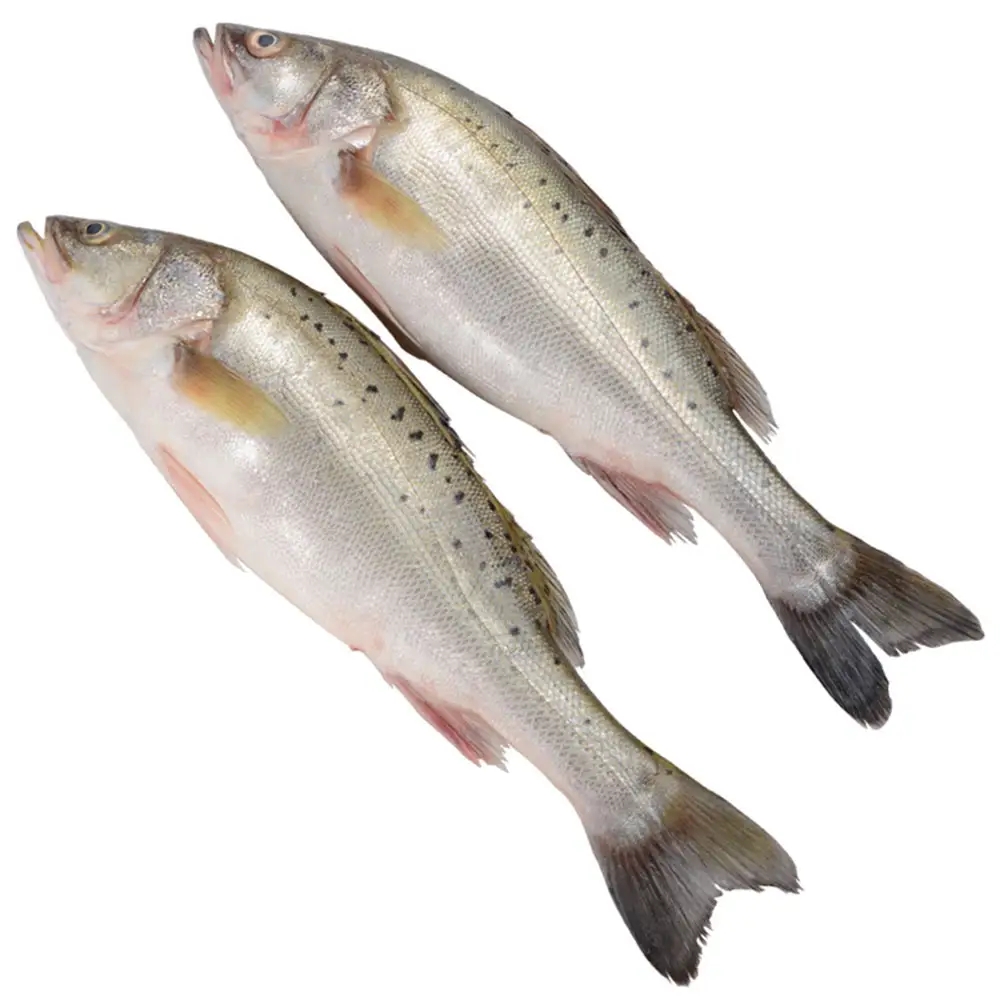 大连发货  海鲈鱼（顺丰包邮） 大小混发