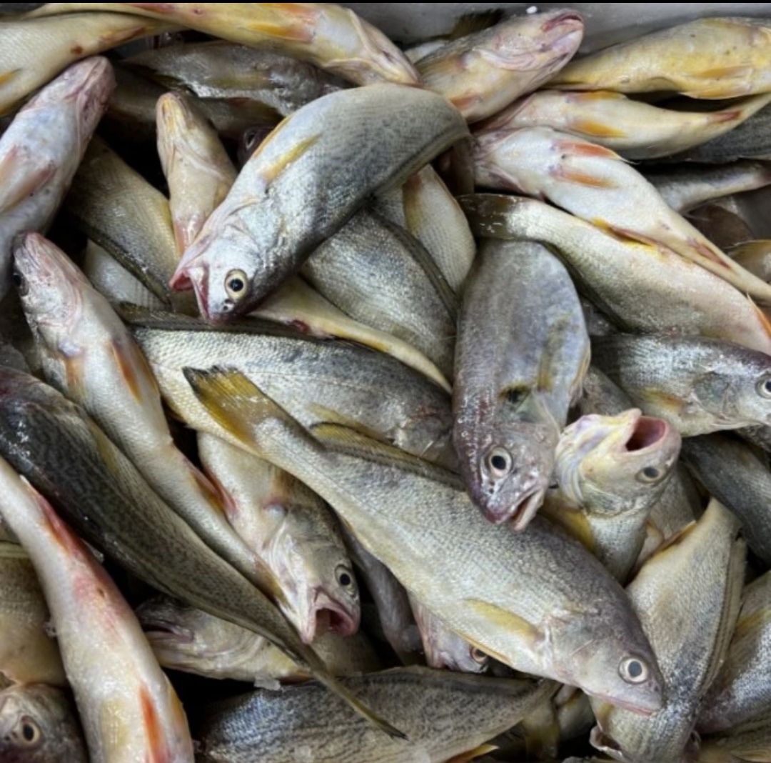 大连发货     铜锣鱼（大小混发）顺丰发货