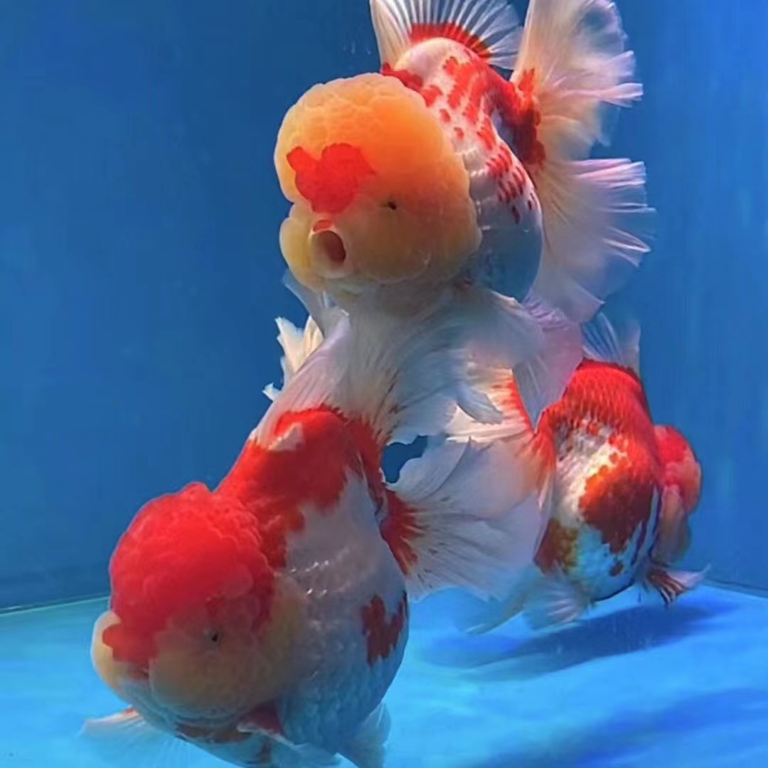 f1百褶泰狮金鱼精品活鱼将军泰狮五花麒麟百褶裙饲养养殖