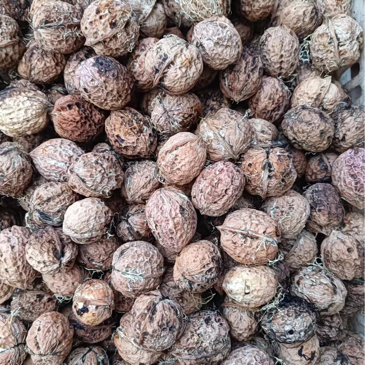 云南漾濞老树干核桃 纯太阳晒干 自然裂开脱壳