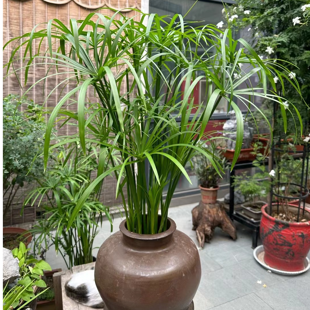 风车竹生态缸小森林植物盆栽水竹风车草竹子盆栽造景旱伞养活庭院