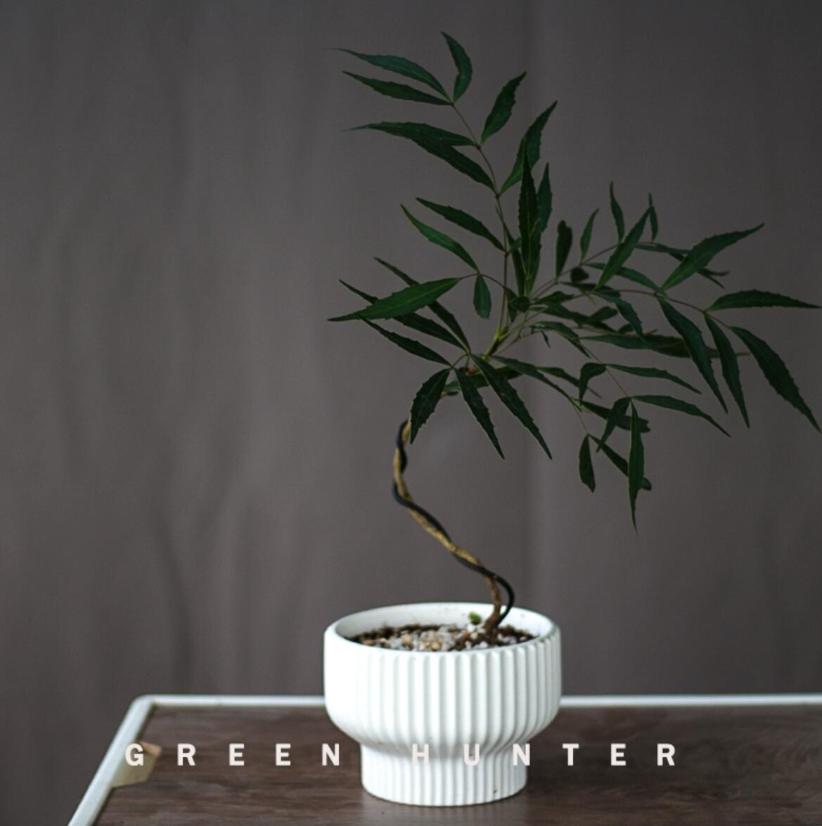 绿植猎人 造型十大功劳植物盆栽 黄天竹猫儿刺 室内耐阴 小众绿植