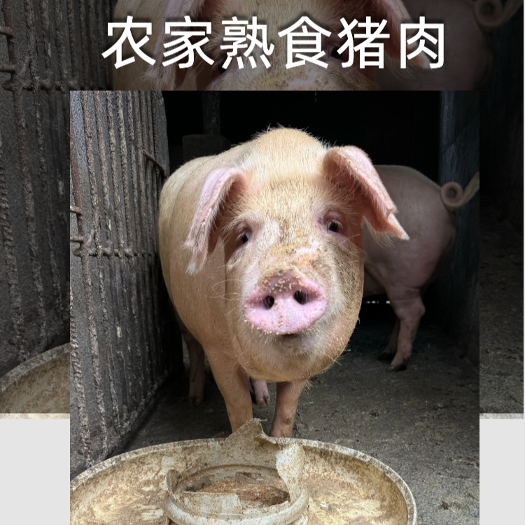 代买湖南农家土猪肉熟食猪现杀五花肉排骨粮食猪肉三斤起现称猪肉