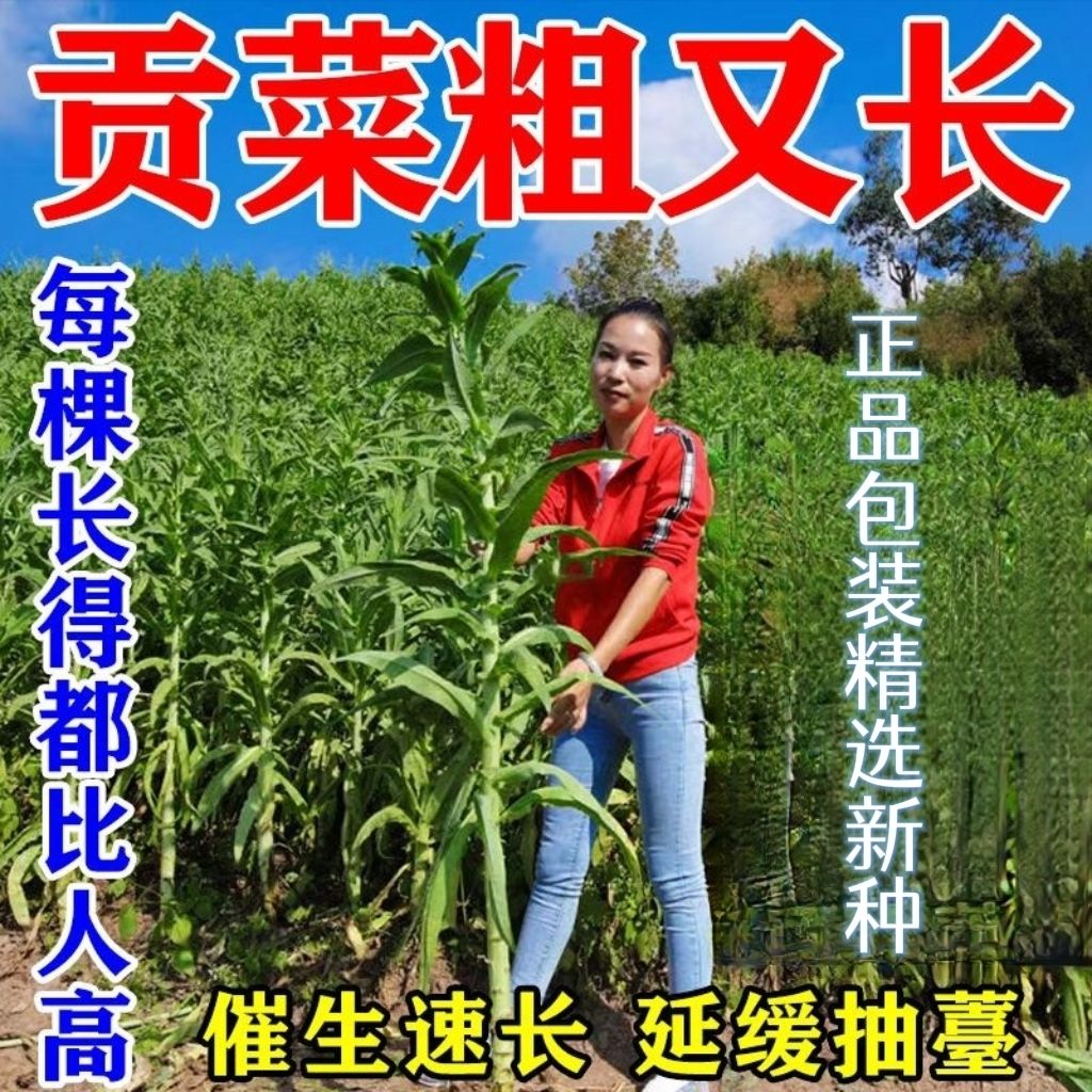 特价贡菜种子爽脆耐寒耐热响菜山蛰菜四季播农家菜园蔬菜种粒四季