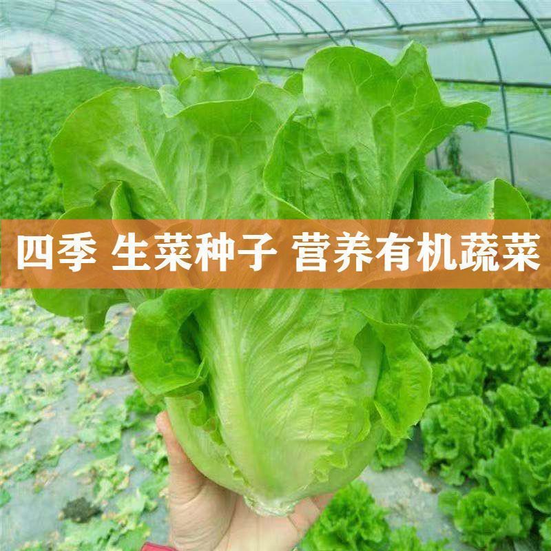 四季甜脆玻璃生菜种子脆嫩生吃生菜种籽阳台四季盆栽春季蔬菜种孑