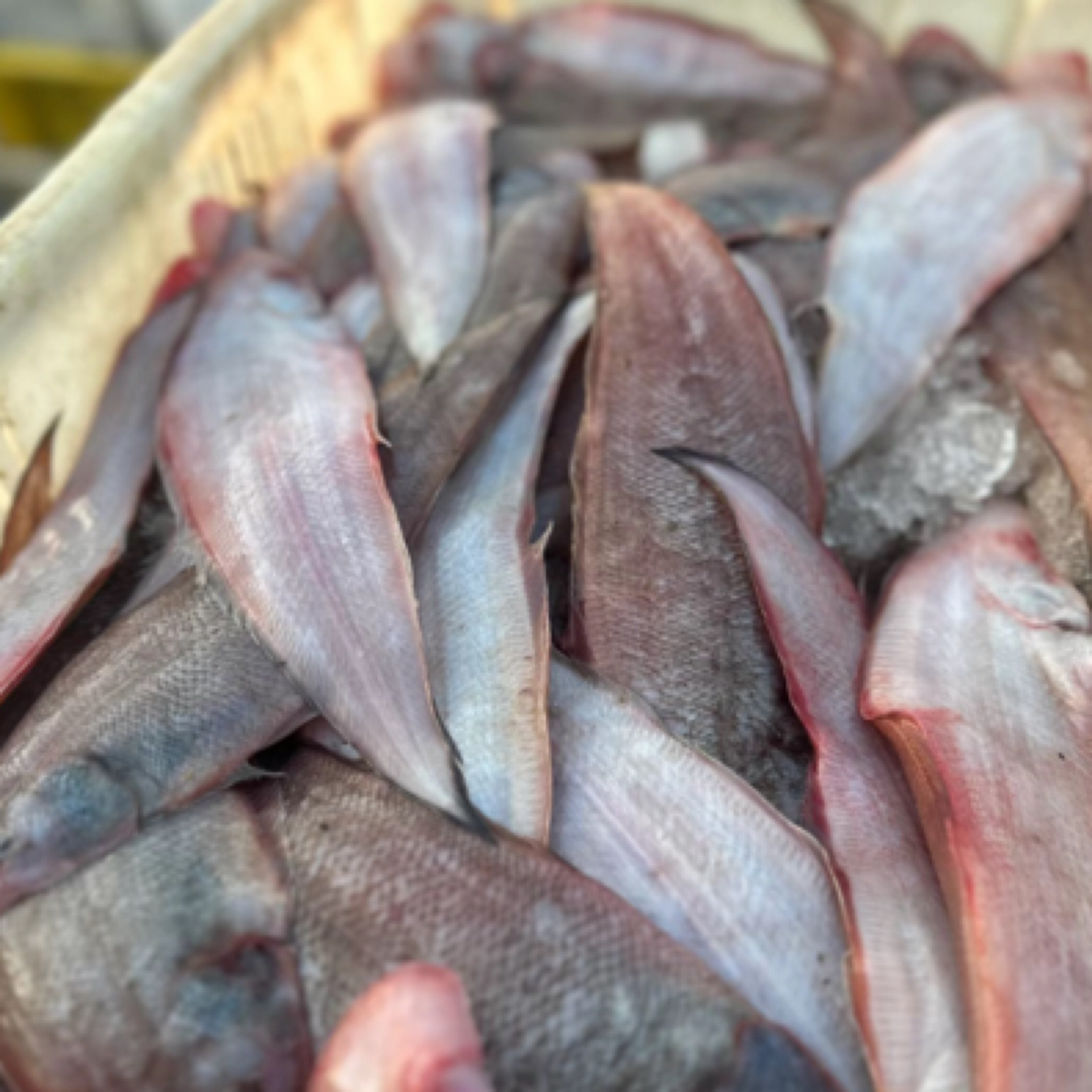 【直播】冰鲜舌头鱼【二斤】