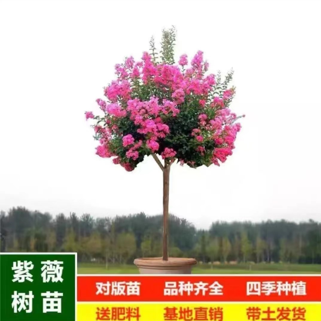 紫薇花带土发货可开花种植适合夏日四季多种颜色可选